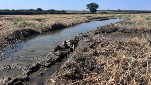 Parts of a field are filled with water, and there are trees in the background.