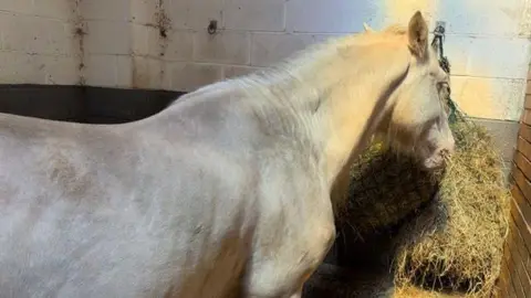 Zoe Urquart A white horse eats horse from a net in the corner of a stables