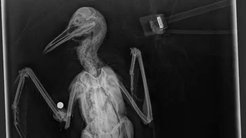 A black and white x-ray image of a bird with a circular object next to its wing