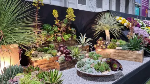 Surreal Succulents A wide shot of Surreal Succulents display. There are a variety of different succulents on a gravelly base. Some are placed on top of wooden blocks.