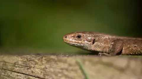 Lagarto común Ben Andrew / RSPB