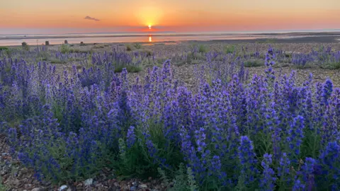 karien Downes  Plants on a beach with the sunset over the sea 