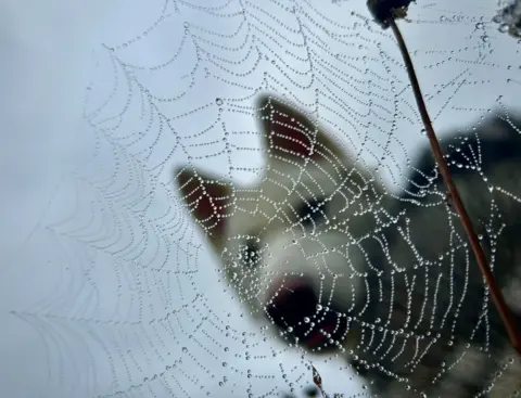 Graeme Bell A spider's web covered in beads of moisture, with an out-of-focus white dog looking through