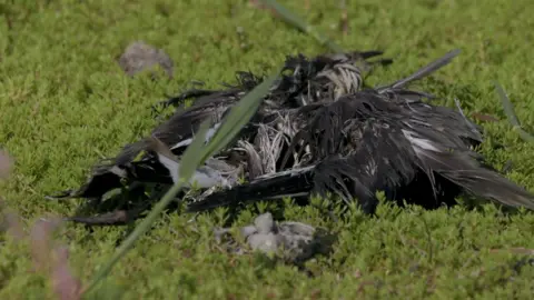 The carcass of a dead bird, lying in green shrubs. 
