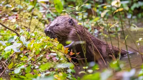 The Lost Gardens of Heligan A brown beaver partially submerged in a river facing left. The beaver, Byrti, is surrounded by green plants.