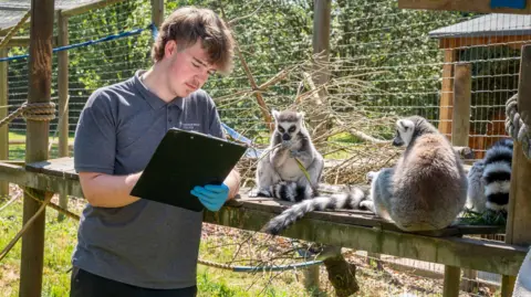 Askham Bryan College A teenage boy is standing inside an animal enclosure. He has dark hair, and is wearing a grey polo shirt. He is leaning against a wooden shelf, writing on a clipboard. There are three grey, black and white lemurs next to him on the shelf, and one of them is eating greenery. There's a wire fence behind them, and trees beyond that.