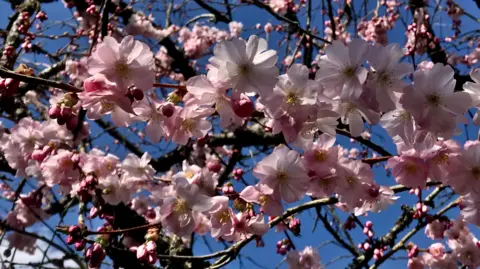 Weather Watchers/Kat Napper A view up into a tree with pink blossom flowers. The sky behind it is blue.