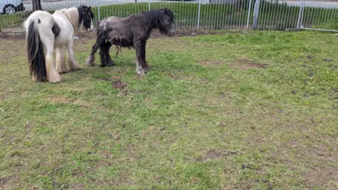 RSPCA Two small ponies stand next to each other in the field after the rescue. The rescued pony is dark and matted with his black and white friend stood close by.