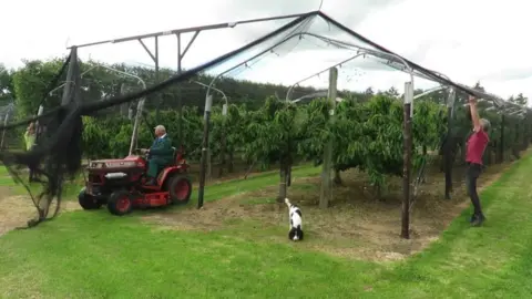 A cherry orchard covered in black netting, which is being dismantled by two men. One in a ride on tractor and the other with his arms up taking the netting down manually. There is also a black and white dog in the centre of the photo.