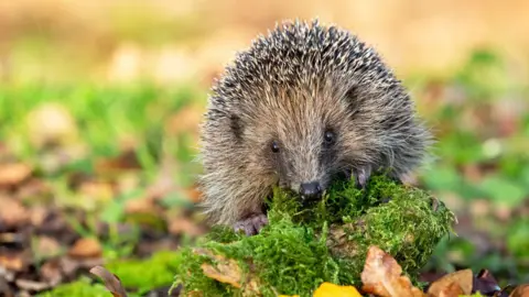 A small brown and grey Hedgehog sits on a green, mossy tree branch. A spread of green and brown leaves sit out-of focus, in the background. 
