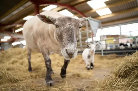 Dalscone Farm A close up view of a sheep looking into a camera