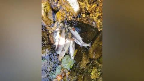 Dead fish lying in a river. Fish lying on the rock with white underbellies and grey fins. 