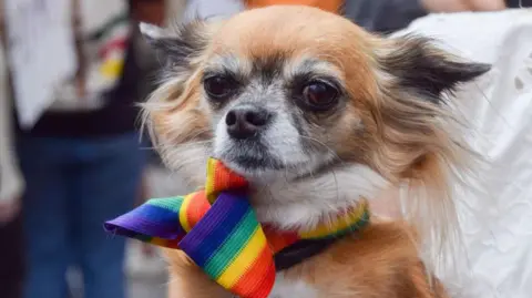 Getty Images A dog with a rainbow bow tie on 