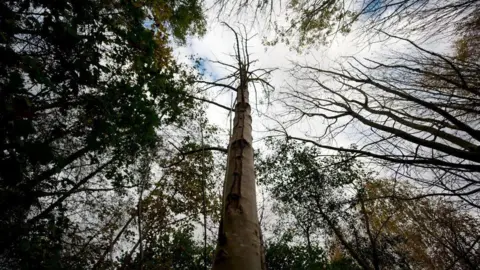 A shot of the tree canopy taken from the base of the tree, looking upwards to the sky
