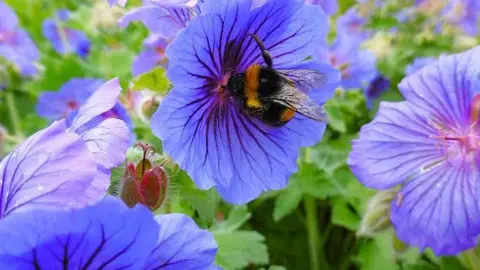 BBC Weather Watchers/Peter Steggles A bee sits on a bright purple-coloured flower.