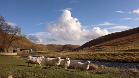 A rural location with sheep in the foreground and a farmhouse in the background