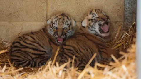 Two tiger cubs curled up together on a bed of straw, leaning against a breeze block wall inside their enclosure. They are small and fluffy, with closed eyes and they appear to be yawning. 