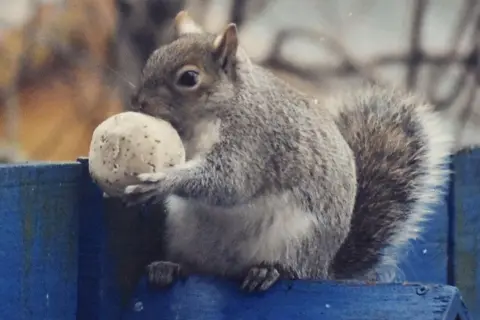 Fiona Morrison Squirrel with ball of food