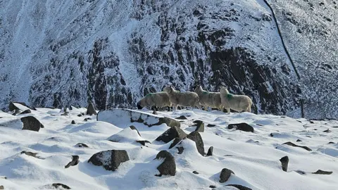 BBC Weather Watcher Eamonn Four sheep stand in a rocky snow covered field, a mountain also covered in snow is in the background