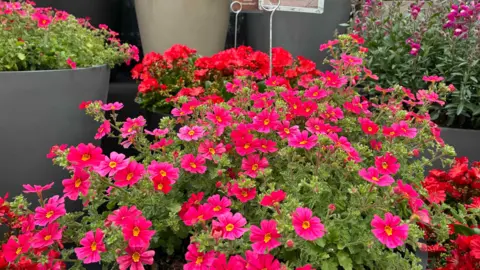 Bright pink flowers with yellow centres fill a large black planter in the foreground, creating a bold, eye-catching splash of colour.