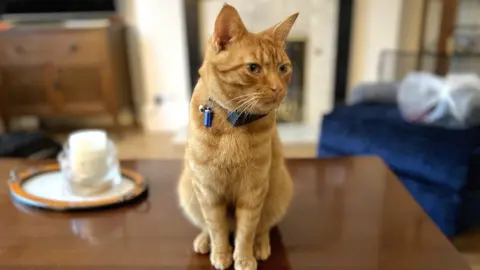 Arthur the cat sitting on a wooden table in a living room. He is wearing a blue collar with a blue bell on it, and looking off to the right of the camera.