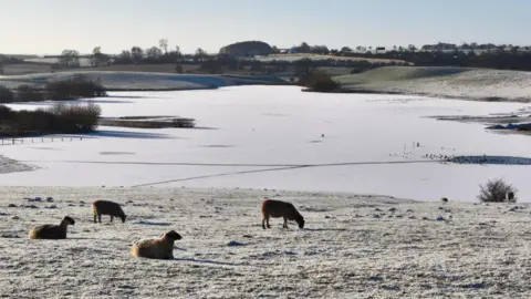 BBC WEATHER WATCHERS/ HELEN MARIE A frosty field with four sheep grazing on it. The ground is covered in frost and a frozen body of water is in the background with rolling hills on either side.