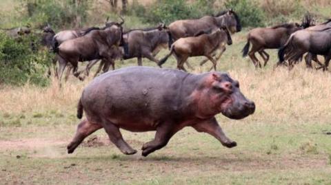 Hippo running with wildebeest in the background