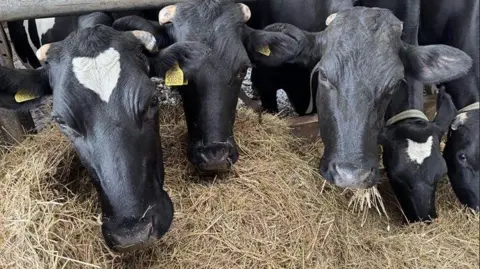 BBC Five black and white dairy cows munch happily on golden hay, three are looking directly at the camera with bright yellow identity tags in their ears.