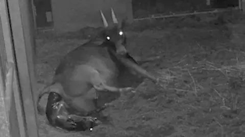 Chester Zoo CCTV still of mother Darcy lying down in a den at Chester Zoo as she delivers her female anoa calf Kasimbar