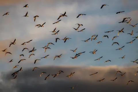 Charlie Scott Pink-footed geese coming in to land, dozens of birds in flight.
