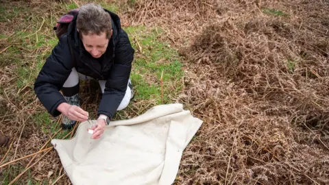 BBC/Emma Lynch Researcher collecting ticks from a blanket