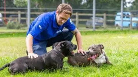 Two Staffordshire bull terriers play in the grass. A man sits between them in a blue shirt, stroking them. 