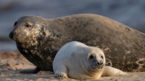 Mother and seal pup at Horsey beach, Norfolk