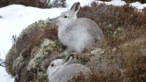 Nick Sturgess Two mountain hares sit among brown heather on a snowy hillside. Their thick, light-grey fur blends with the snowy landscape. One hare sits upright, ears alert, while the other lies lower to the ground. Behind them, the ground is covered in snow.