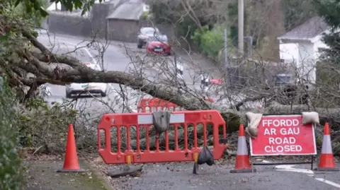 A fallen tree and a 'road closed' sign