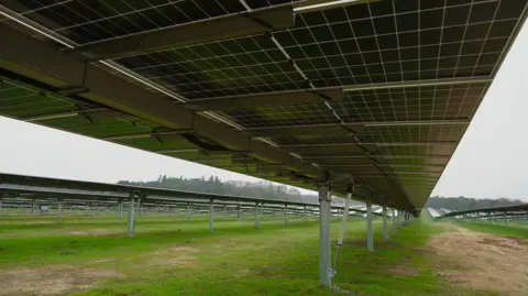 Martin Giles/BBC The underside of an array of solar panels. The panels are mounted on tall metal stilts and arranged in long rows, which are disappearing into the distance. There is green grass growing beneath the panels. The sky appears to be overcast and grey. Trees can be seen on the horizon.