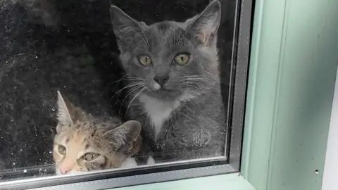 Two cats sitting together near a window