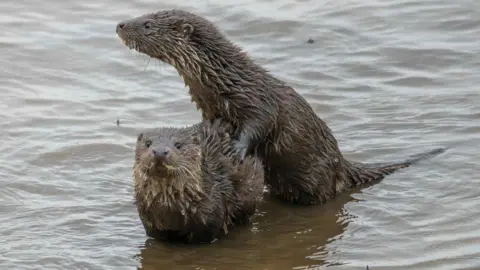 Two otter cubs playing on the shores of the River Wansbeck. They have sleek brown fur, large whiskers and have creme-coloured fur on their neck. One is standing on top of the other and they are playing together.