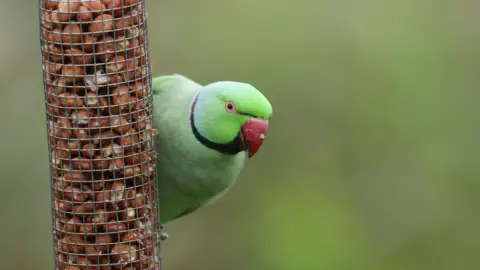 A bright green parakeet with a pinky red nose sits on a bird feeder filled with nuts. 