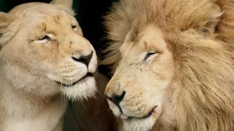 Chris Boyce/ KJ Photography A male and a female lion wear contented-looking expressions as they sit close together against a dark background.