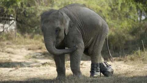 Three-year-old Bani, an Indian elephant walking through a grassy area with trees in the background. She has black boots on her hind feet.