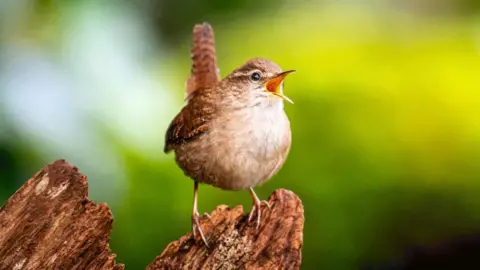 A European wren - a small, brown, speckled bird with a white chest appears to sing its heart out in the sunshine. It's beak is wide open with song and its short, squared off tail sticks upward as it perches on a log.