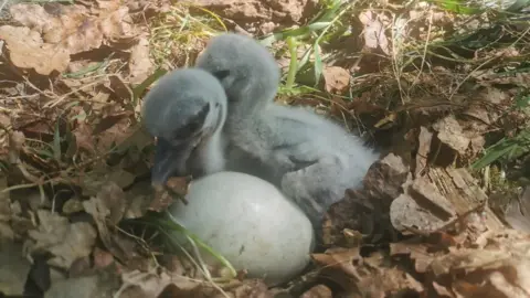 Two stork chicks are resting in a nest next to, what appears to be, an unhatched egg or broken eggshell. The nest is made up of green grass and brown leaves. The chicks' feathers are fluffy and light grey in colour.