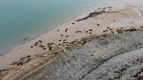 Cumbria Wildlife Trust Dozens of grey seals lying on a beach at South Walney Nature Reserve. The seals are brown and white and the sea is a bright turquoise colour. There are brown seaweed and blue rocks on the beach.