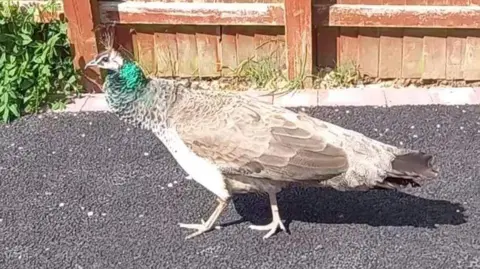 Lisa Dean Penny peahen about town