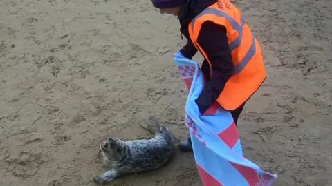 Fred Tiles Young seal with rescuer on Scarborough beach