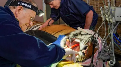 Image of a tiger being operated on. The animal has its mouth held open and a specialist wearing gloves is undertaking dentistry on the animals teeth.