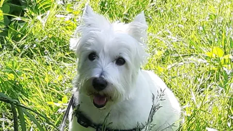 BBC Lara, a white terrier, sits in the middle of an overgrown meadow