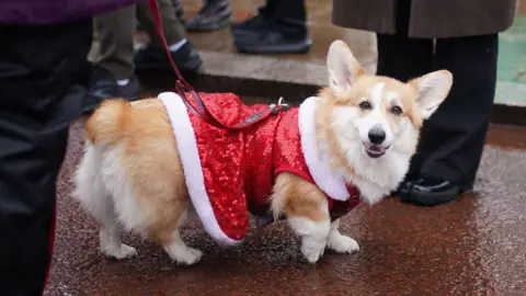 PA Media Corgi wearing a sequined and fake fur trim dress and is posing outside Buckingham Palace.