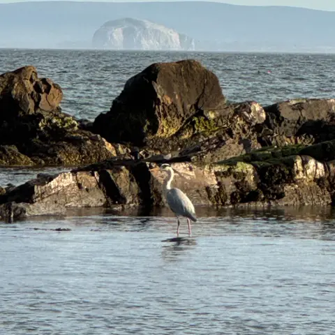 Elena Reid A heron stands in shallow coastal water among rocky outcrops, with gentle waves and a distant rocky island on the horizon under a pale sky.